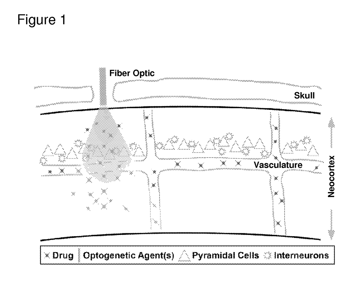 Optogenetic control of endothelial cells