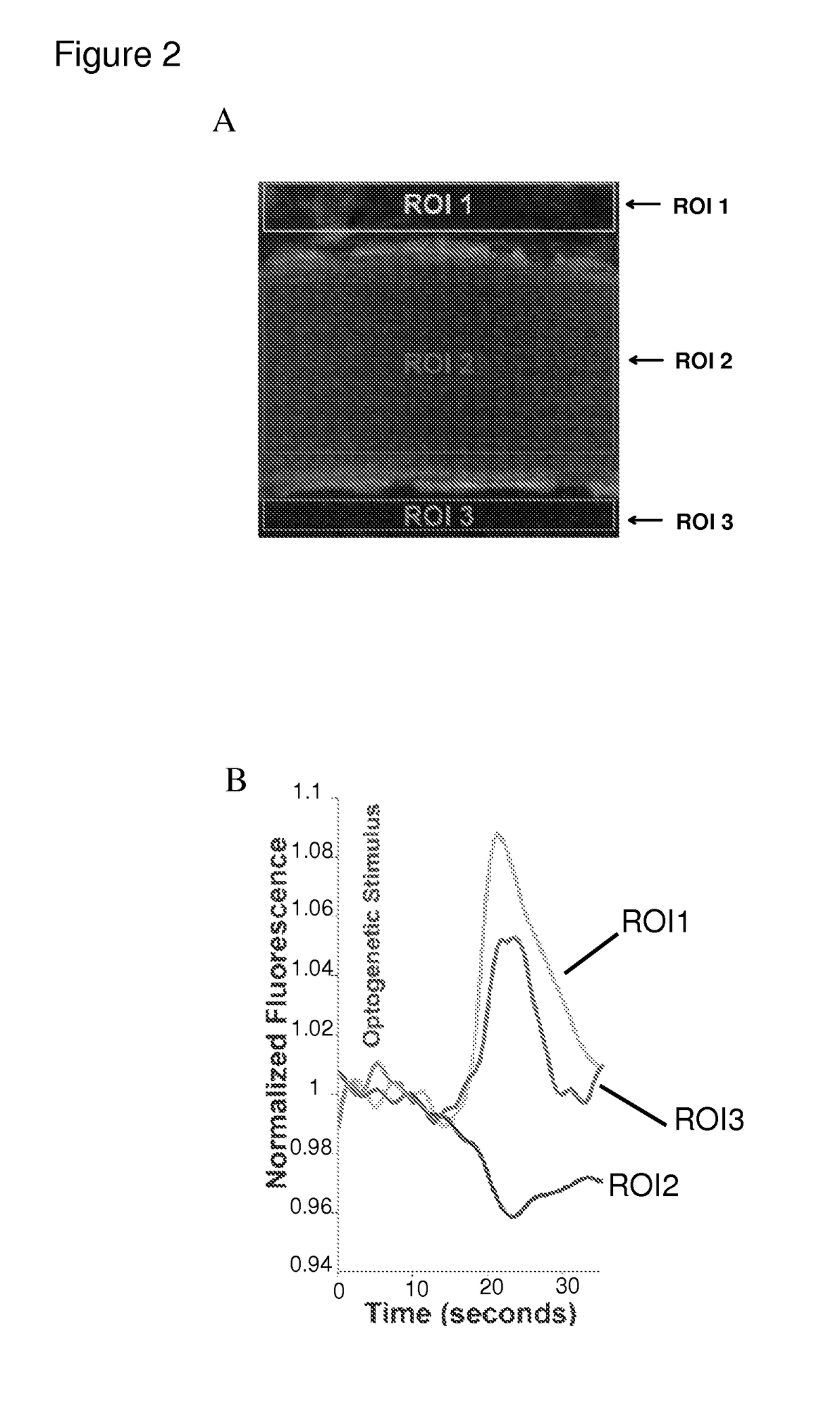 Optogenetic control of endothelial cells