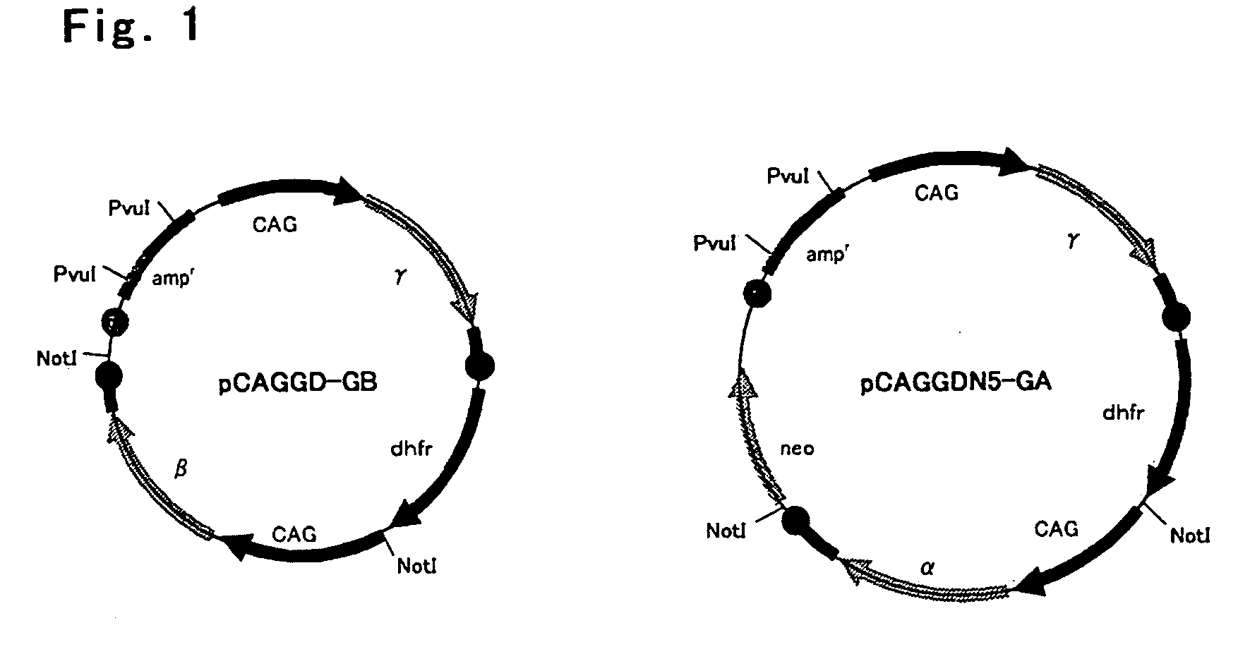 Process For Producing Recombinant Fibrinogen Highly Producing Cell and Highly Producing Cell