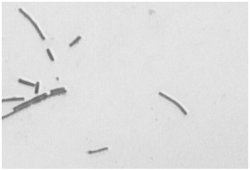 A compound lactobacillus agent and its application in buffalo silage