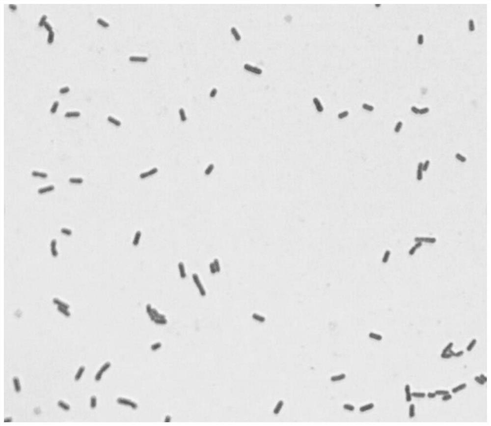 A compound lactobacillus agent and its application in buffalo silage