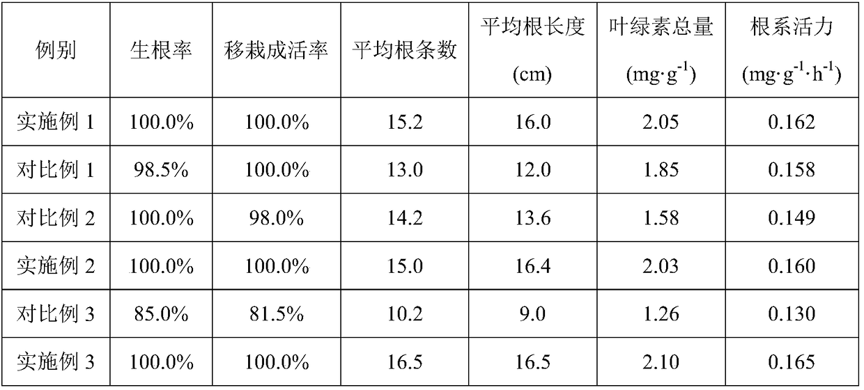 Seedling growing propagation method for chlorophyium capense