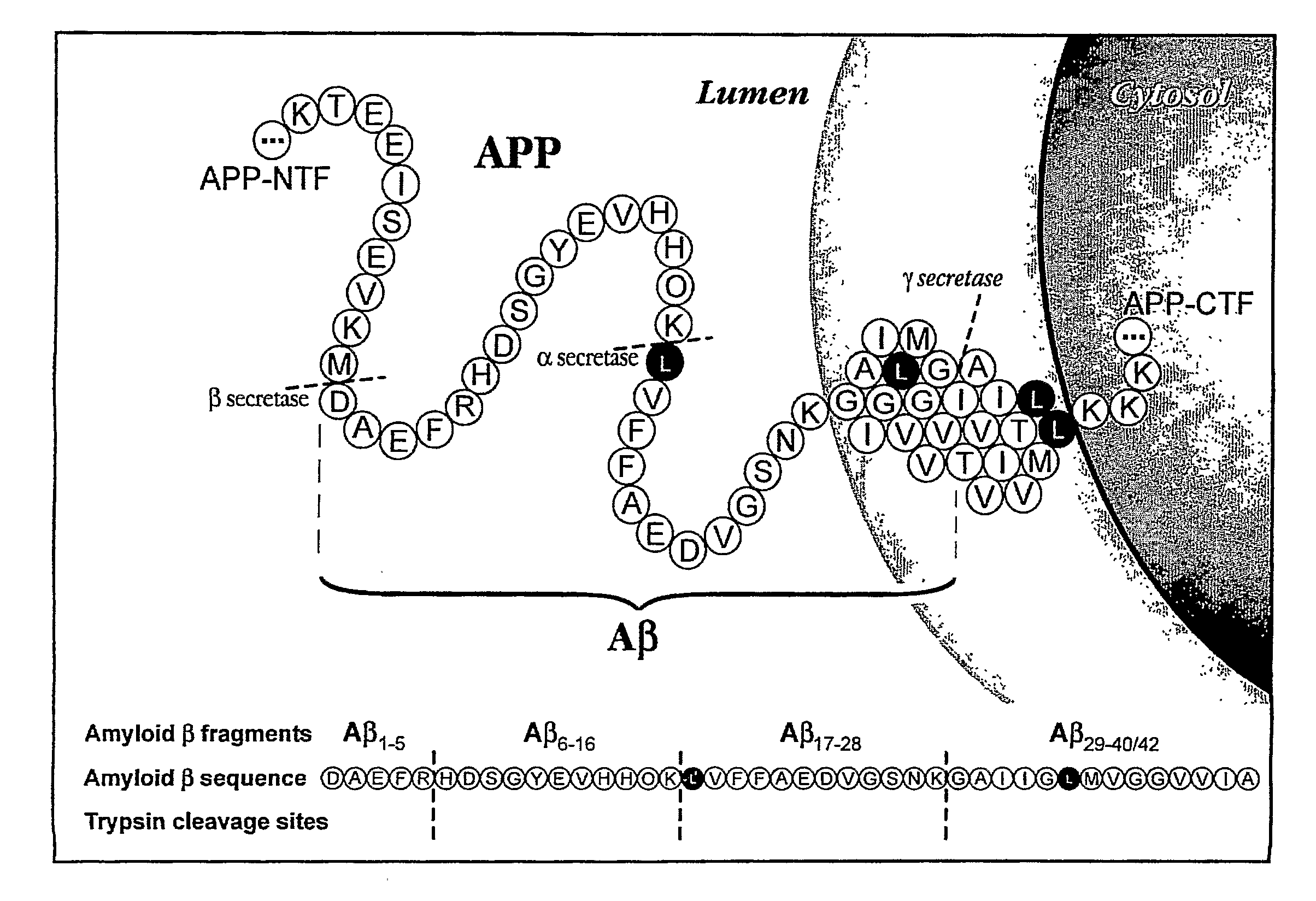 Methods for Measuring the Metabolism of Neurally Dervied Biomolecules in Vivo