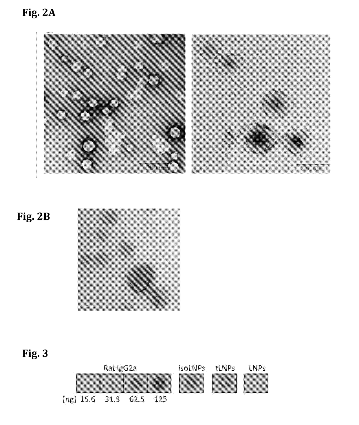 Targeted lipid particles for systemic delivery of nucleic acid molecules to leukocytes