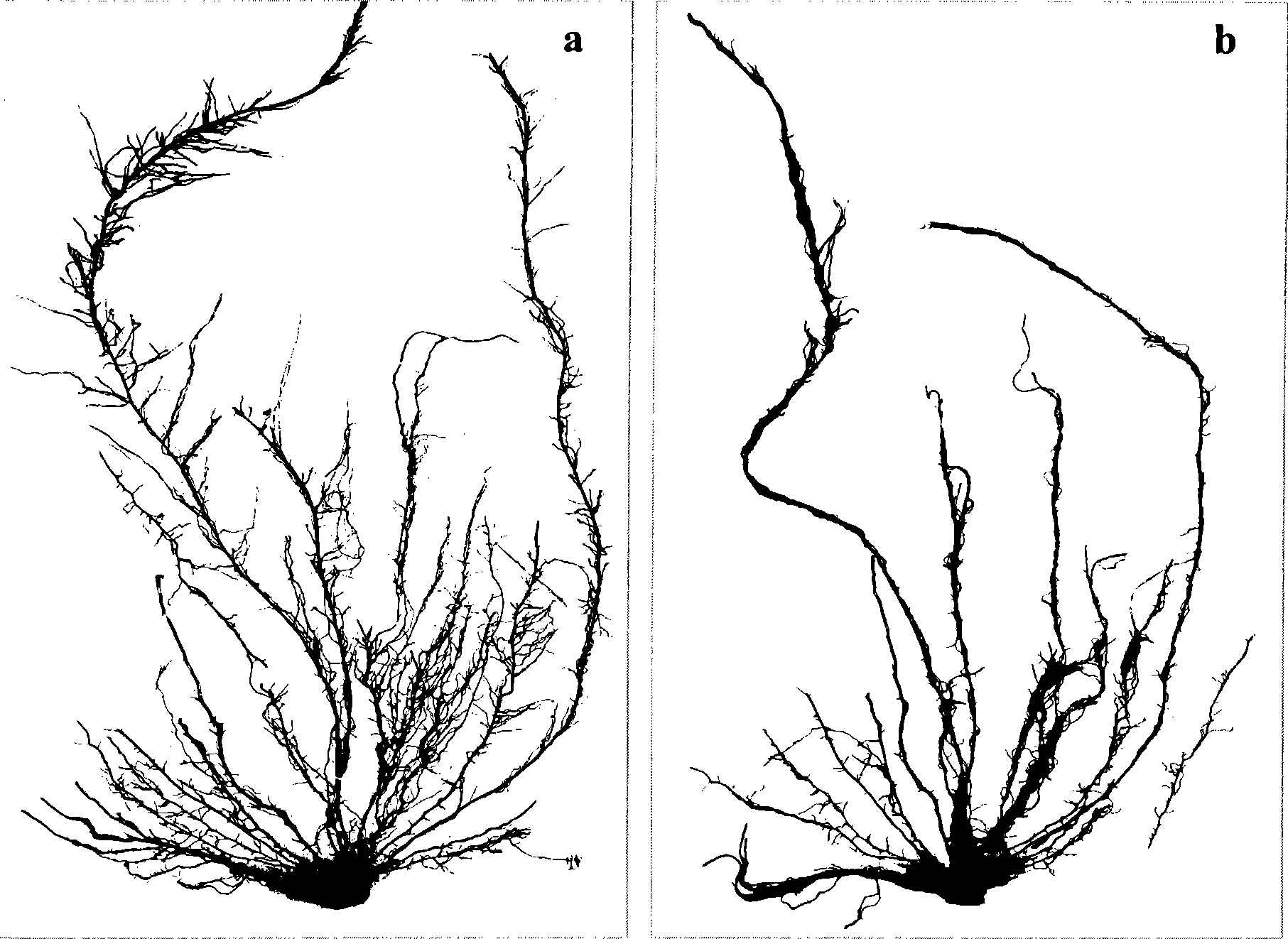 Method for scanning morpha structure of plant fibrous root systems