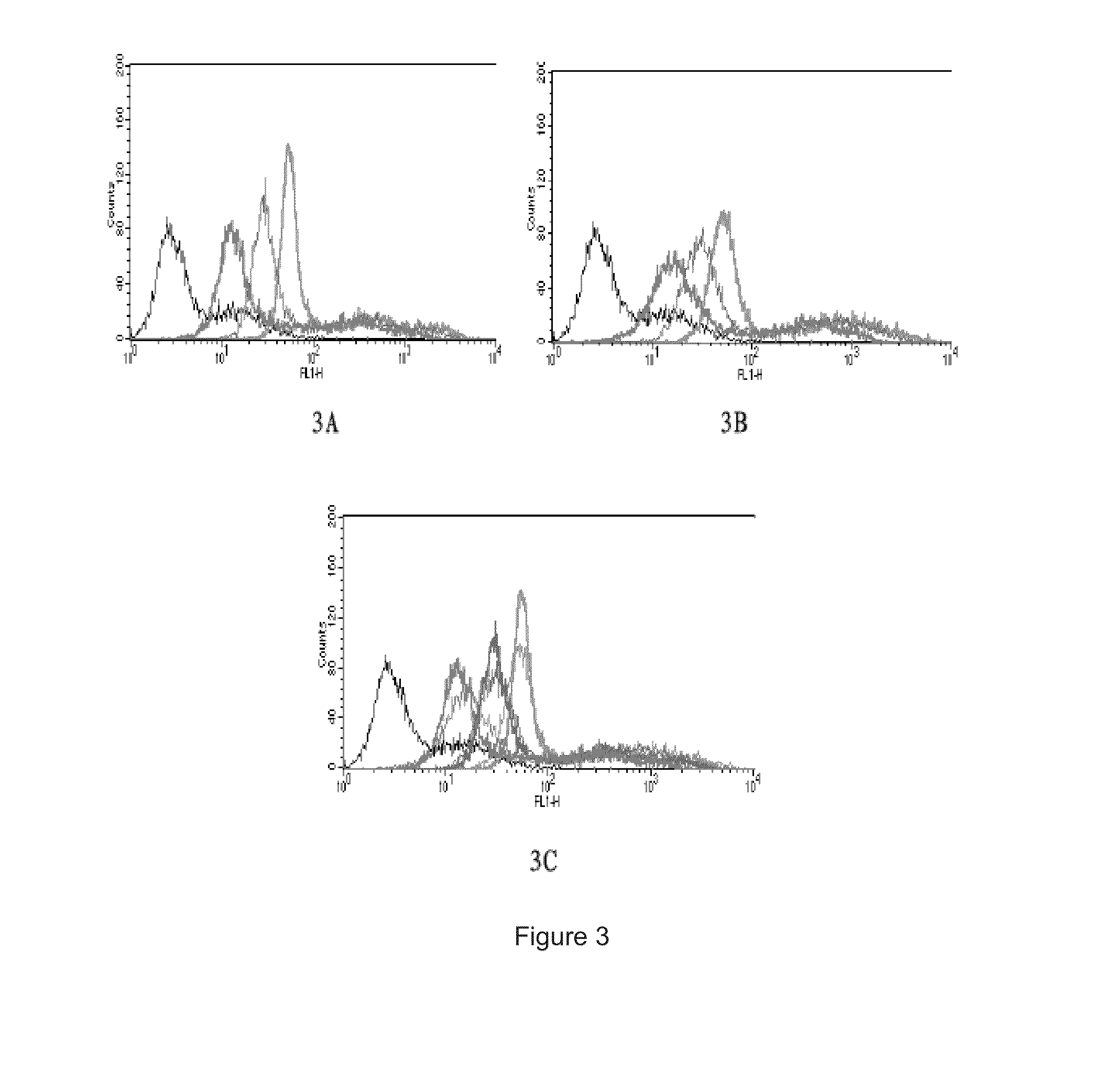 Annexin v variant and its preparation and application