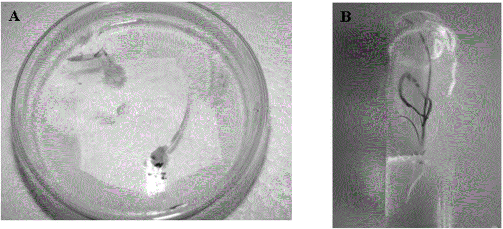 Tissue culture method for directly growing seedling from barley embryo and culture medium used in method