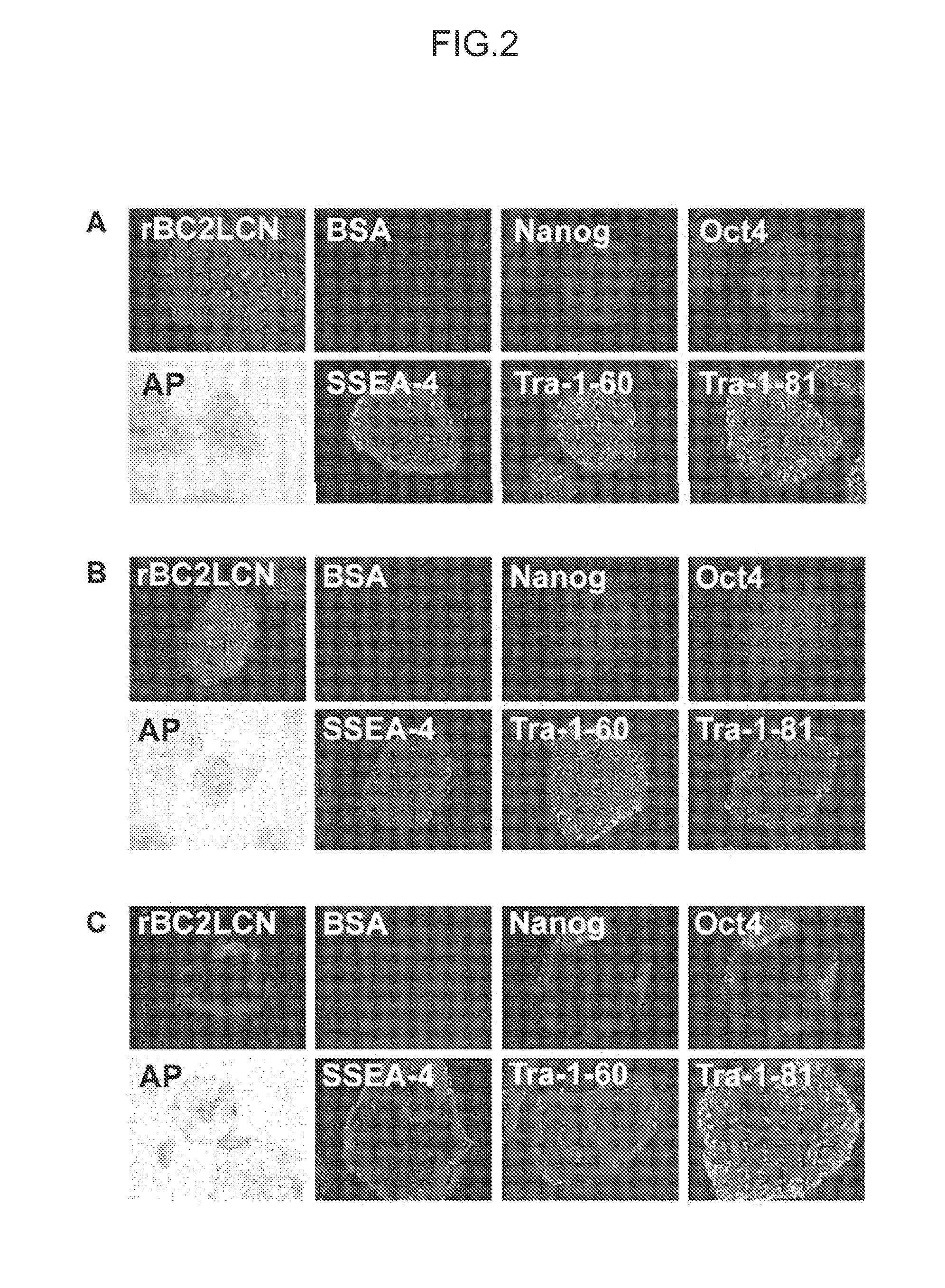 Cell differentiation assay method, cell isolation method, method for producing induced pluripotent stem cells, and method for producing differentiated cells