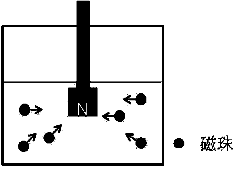 Method for purifying antibody by using high-density protein A coated magnetic beads