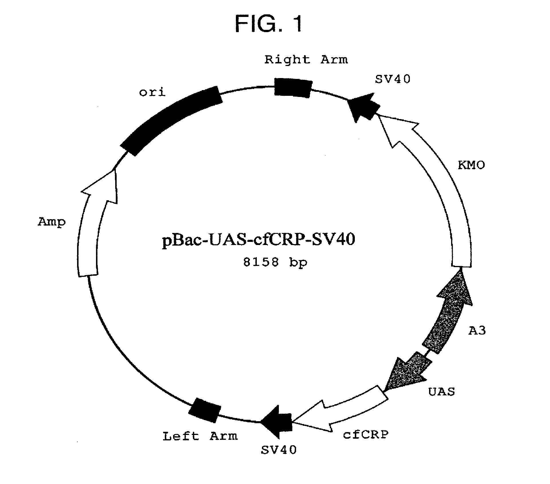 DNA encoding canine monomeric CRP and expression vector containing the DNA