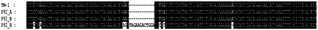 InDel molecular marker interlocked with gossypium harknessii male sterile recovery gene and application