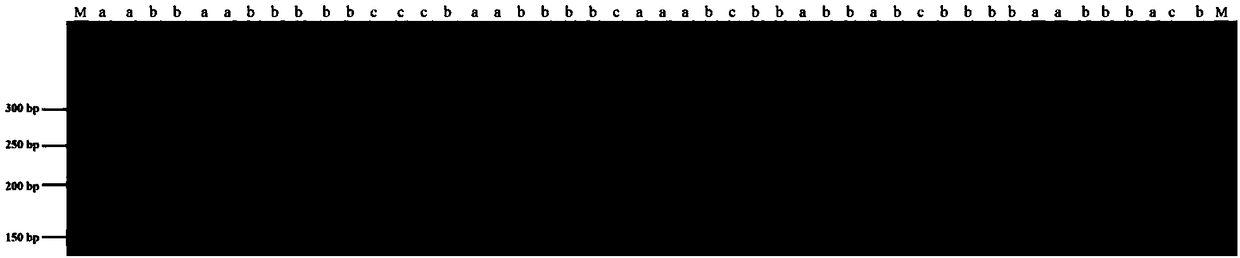 InDel molecular marker interlocked with gossypium harknessii male sterile recovery gene and application