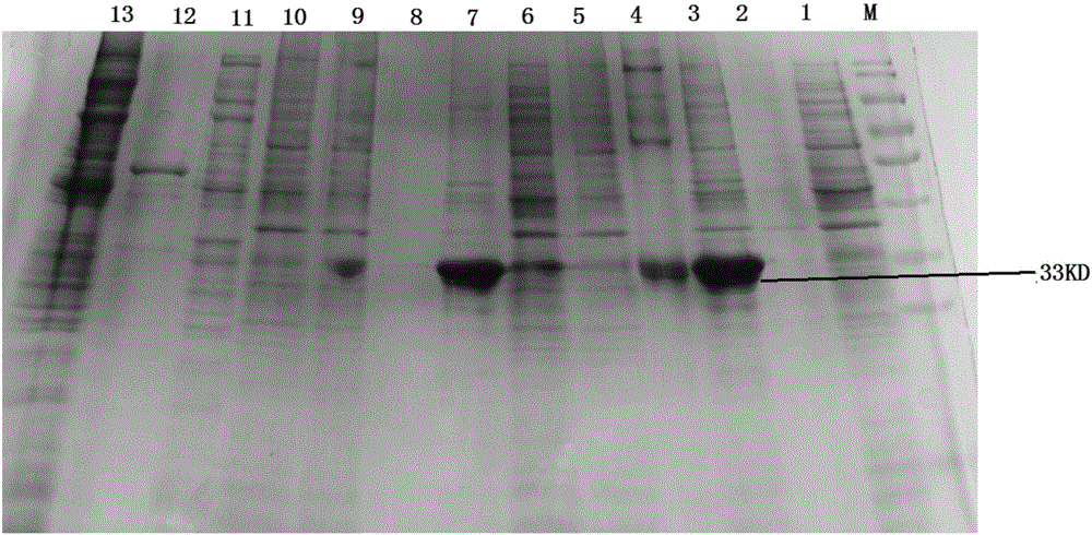 Recombinant beta-2 protein for inhibiting clostridium perfringens infection and preparation method and application thereof