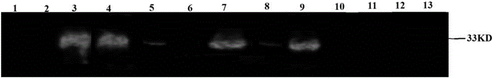 Recombinant beta-2 protein for inhibiting clostridium perfringens infection and preparation method and application thereof