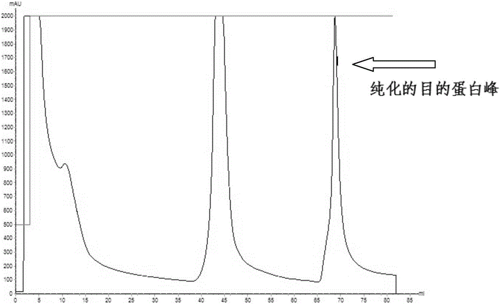 Recombinant beta-2 protein for inhibiting clostridium perfringens infection and preparation method and application thereof