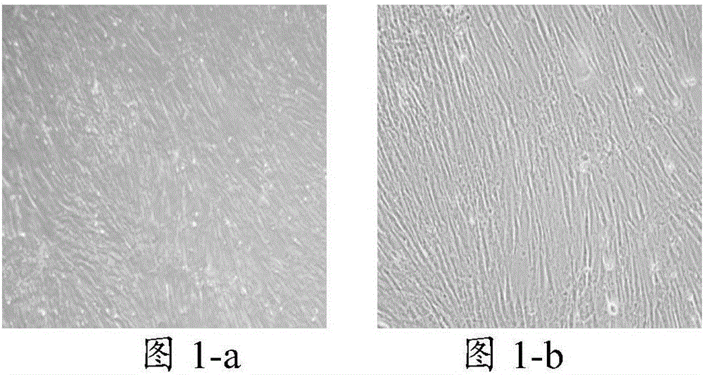 Cell culture solution and application thereof, and method for inducing differentiation of skeletal muscle stem cells into cardiomyocyte-like cells