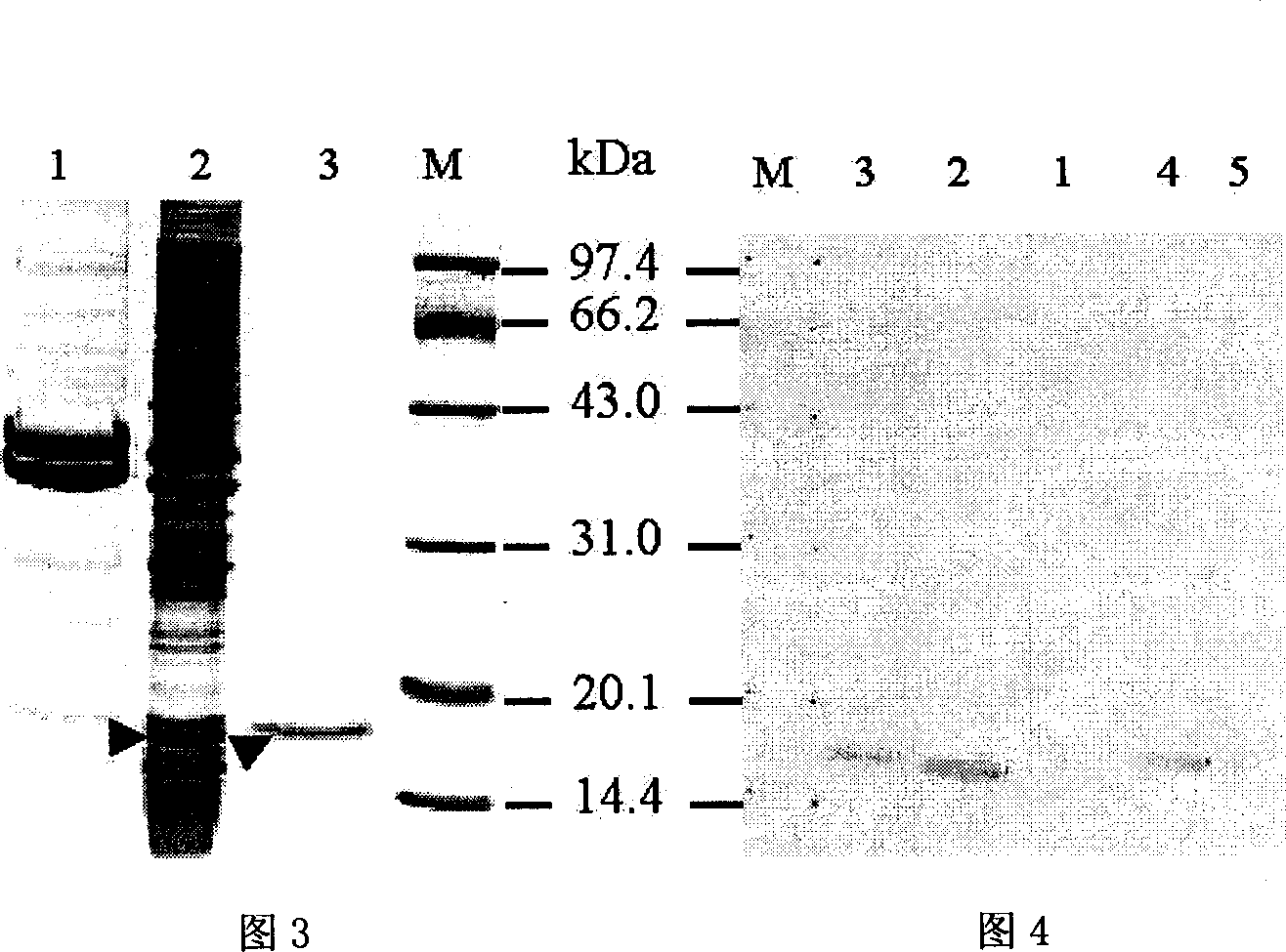 Synthetic chimeric peptide of human chorionic gonadotrophin genetic engineering and its preparation method