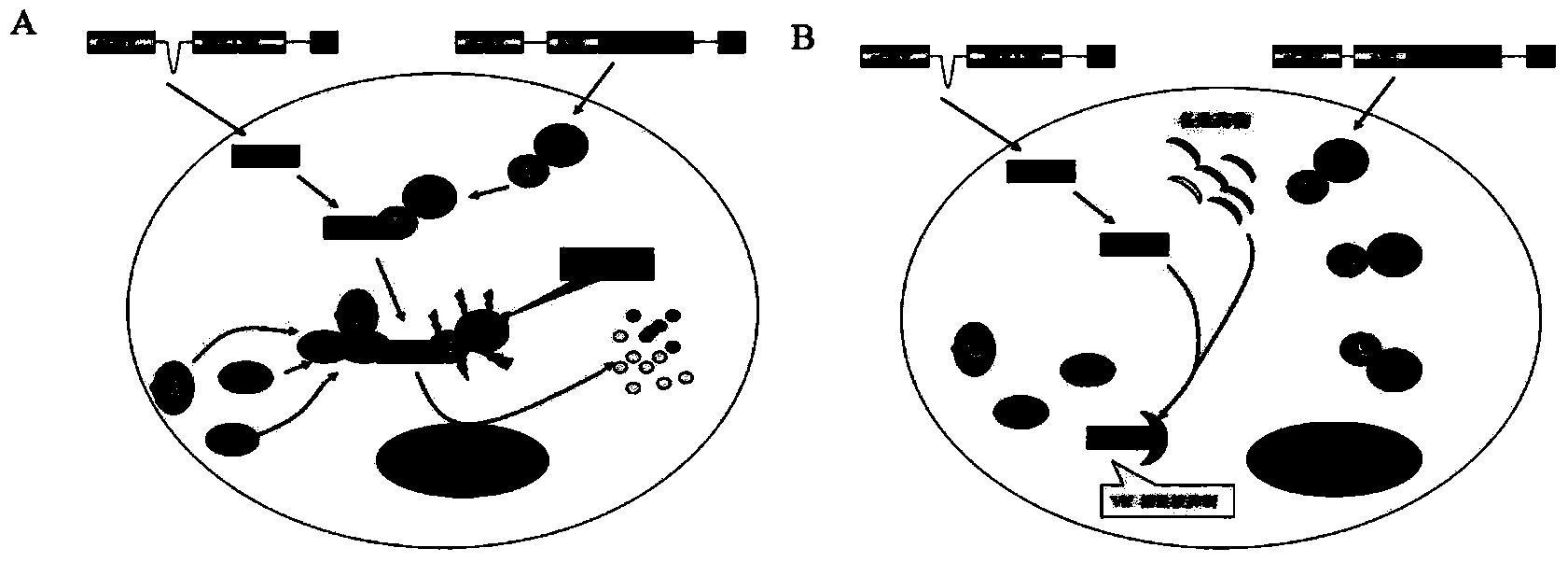 Application of halogenated furanone compounds to preparation of HIV-1 (Human Immunodeficiency Virus-1)-resistant drugs