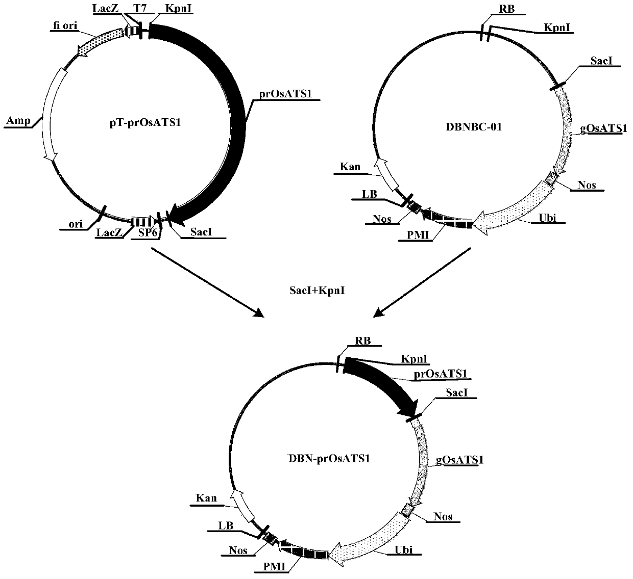 Tissue-specific promoter and application thereof