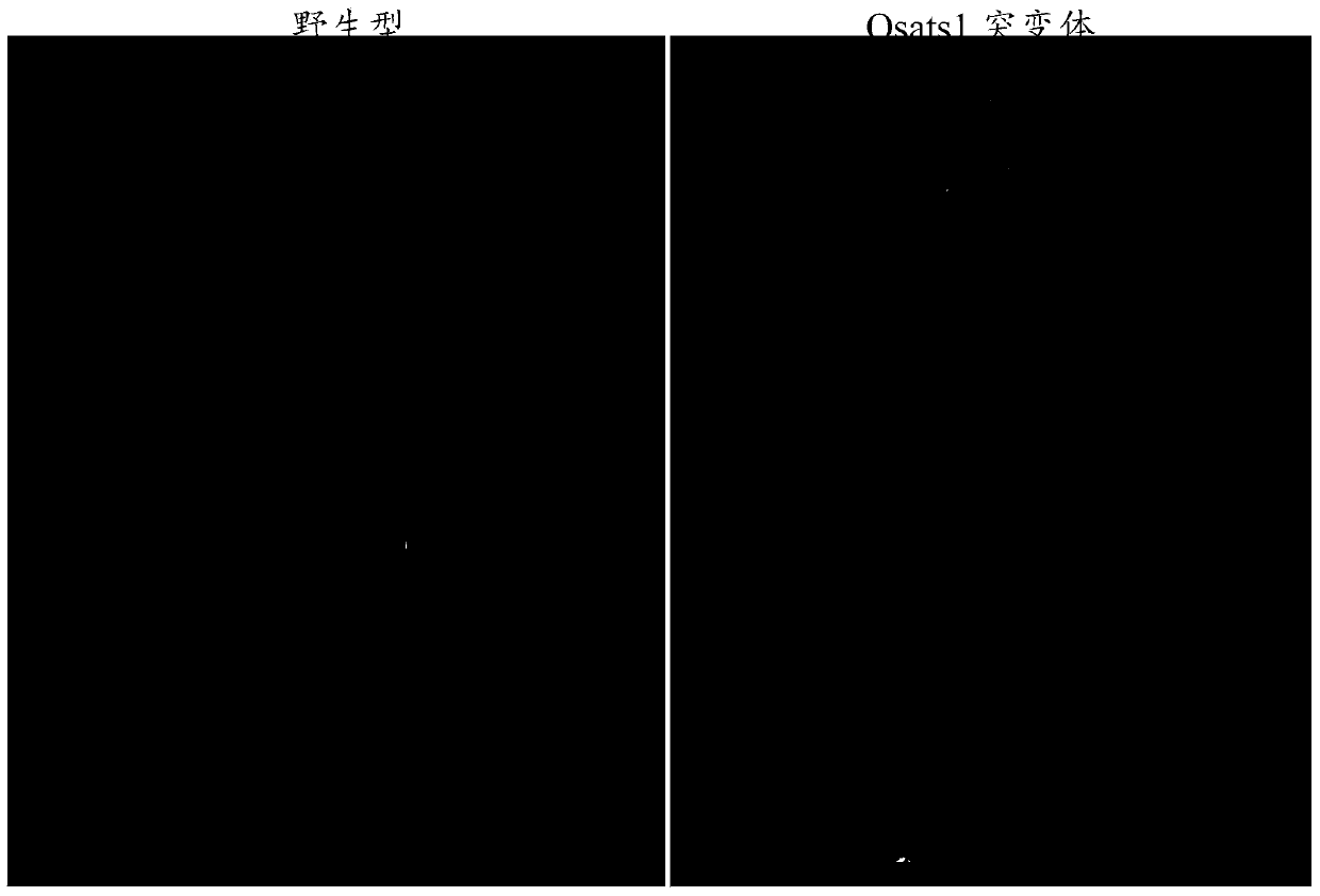 Tissue-specific promoter and application thereof