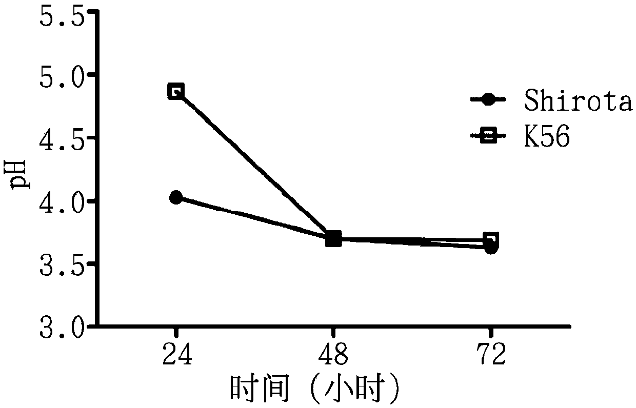 Novel lactobacillus paracasei subsp. paracasei k56