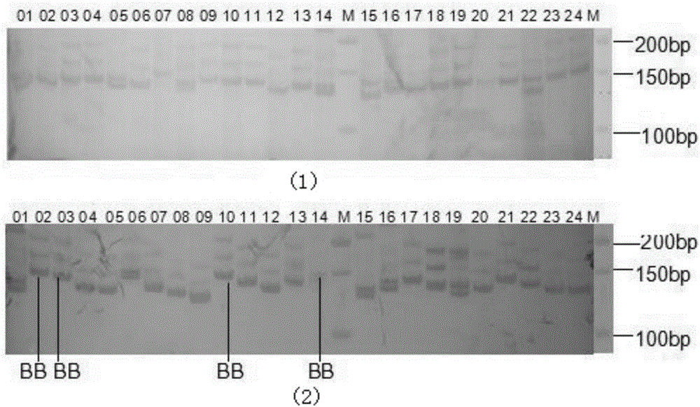 Microsatellite-labeled primer linked with precocious puberty or no precocious puberty of eriocheir sinensis and application thereof