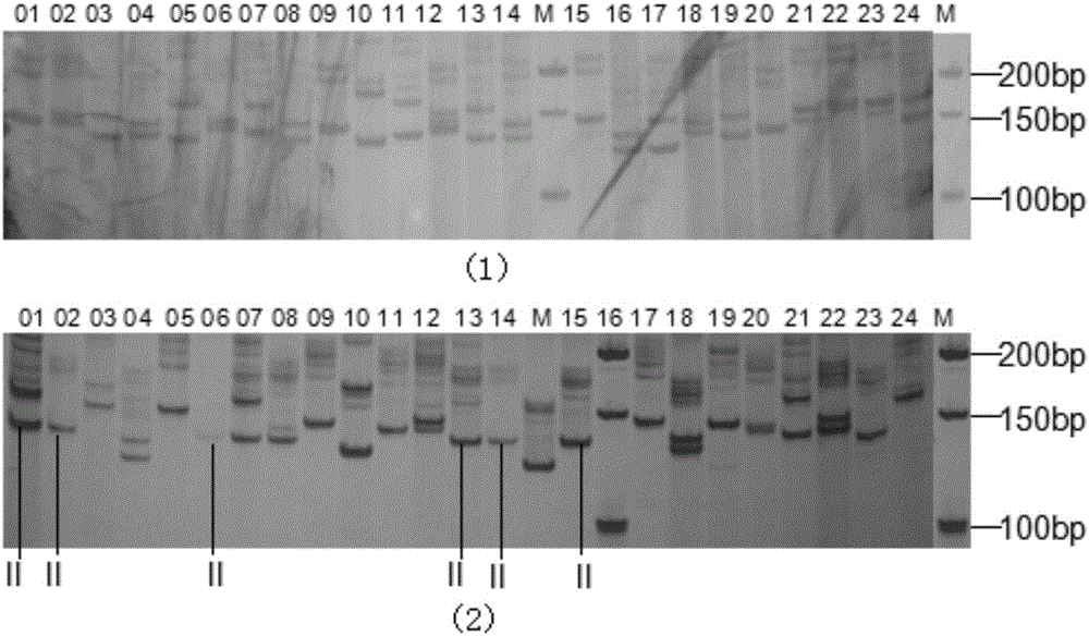 Microsatellite-labeled primer linked with precocious puberty or no precocious puberty of eriocheir sinensis and application thereof