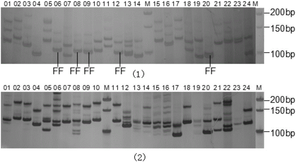 Microsatellite-labeled primer linked with precocious puberty or no precocious puberty of eriocheir sinensis and application thereof