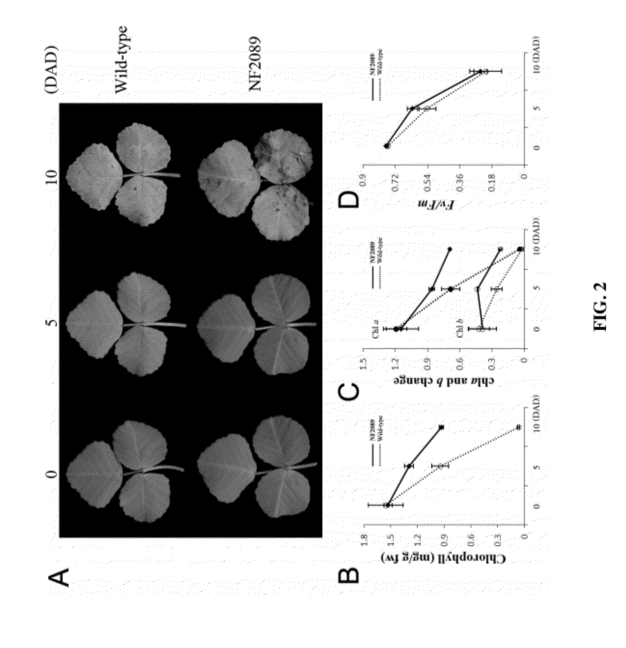 Altered senescence for improved forage quality