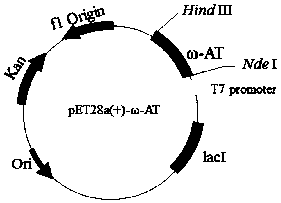 Omega-transaminase mutant and application thereof