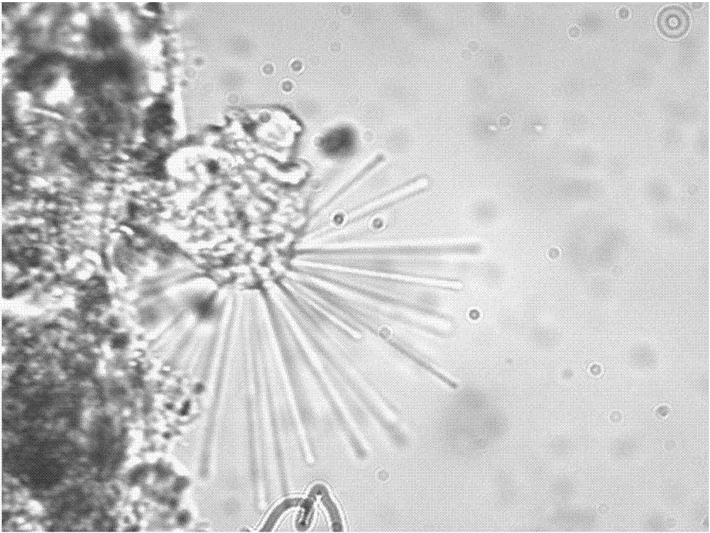 Sewage treatment method by using flowing microorganism bed and filtering membrane