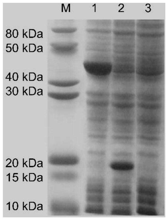 Styrene cyclooxygenase derived from rhizobium, and function of styrene cyclooxygenase