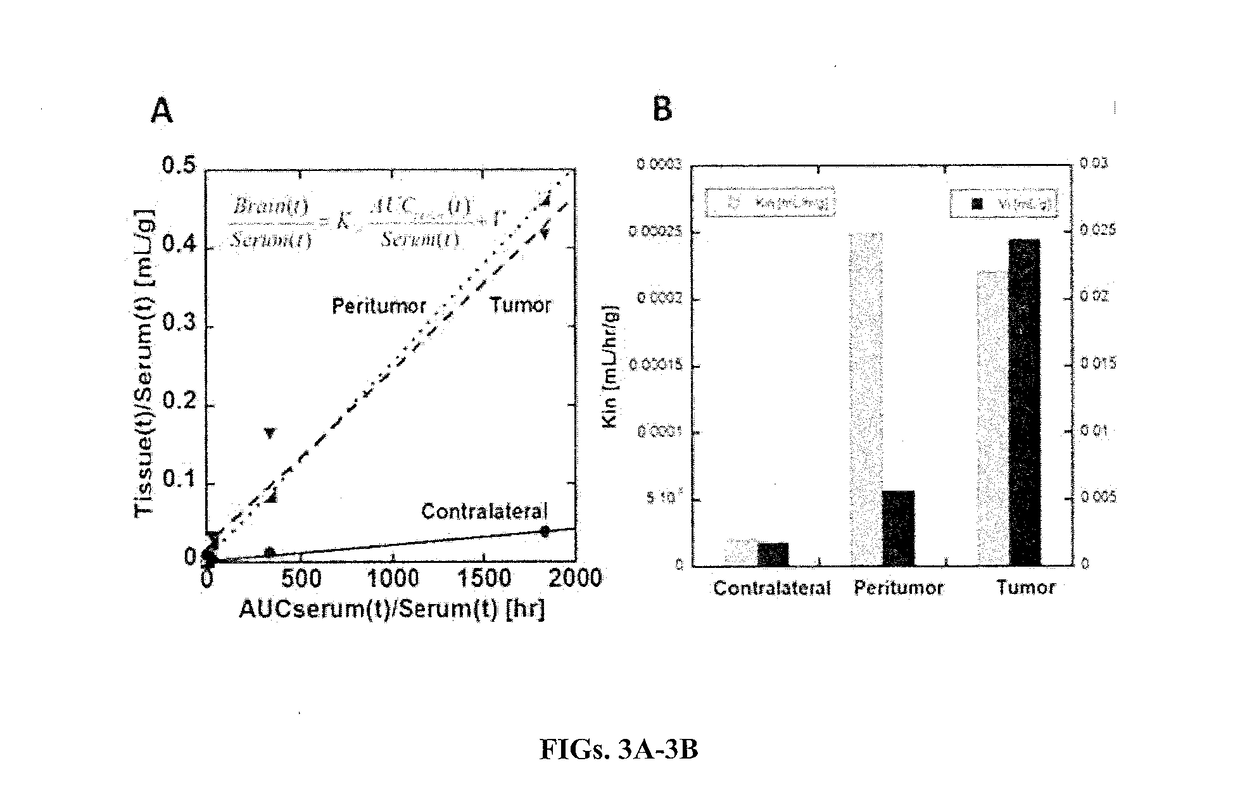 Selective dendrimer delivery to brain tumors