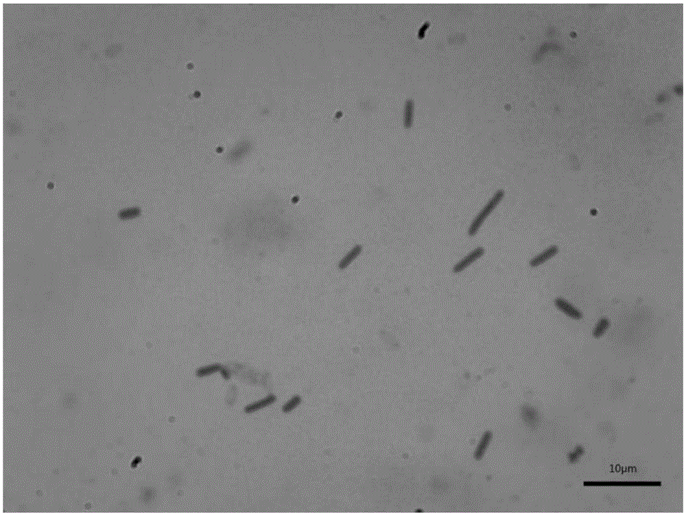 Bacillus altitudinis YLX-5 and application thereof