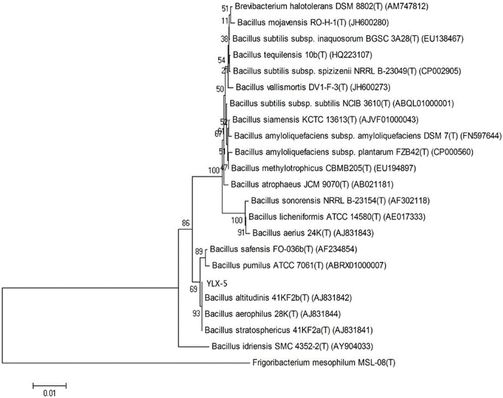 Bacillus altitudinis YLX-5 and application thereof