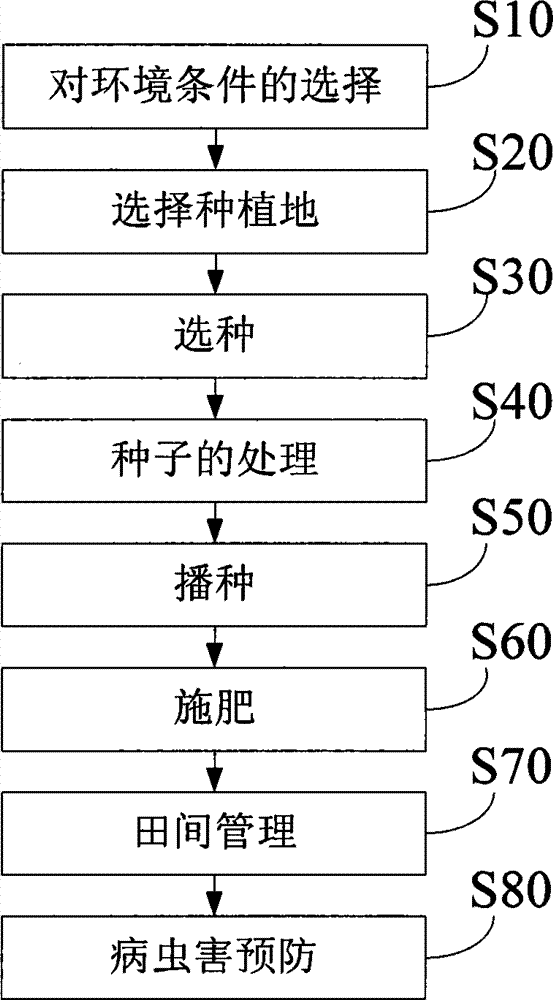 Sorghum planting method