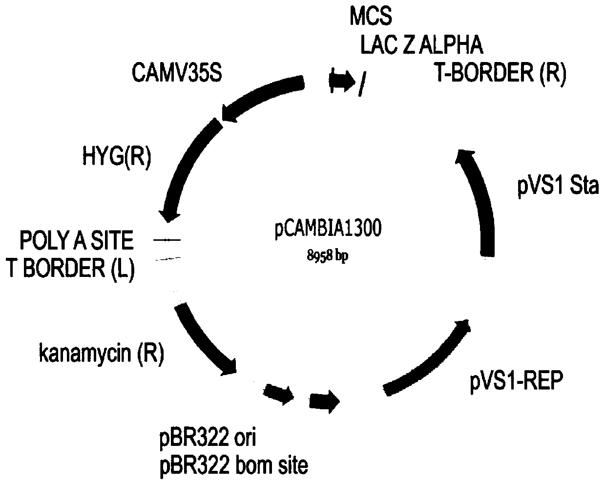 Method for rapid and efficient genetic transformation of brachypodium distachyon by inflorescence dip dyeing