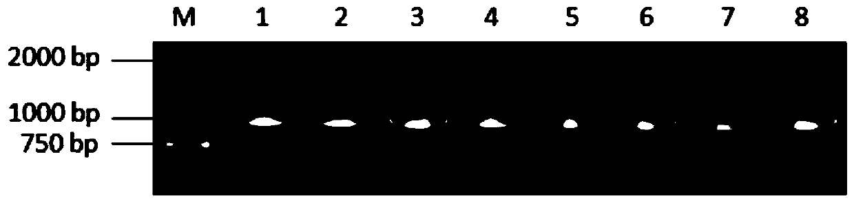 Method for rapid and efficient genetic transformation of brachypodium distachyon by inflorescence dip dyeing