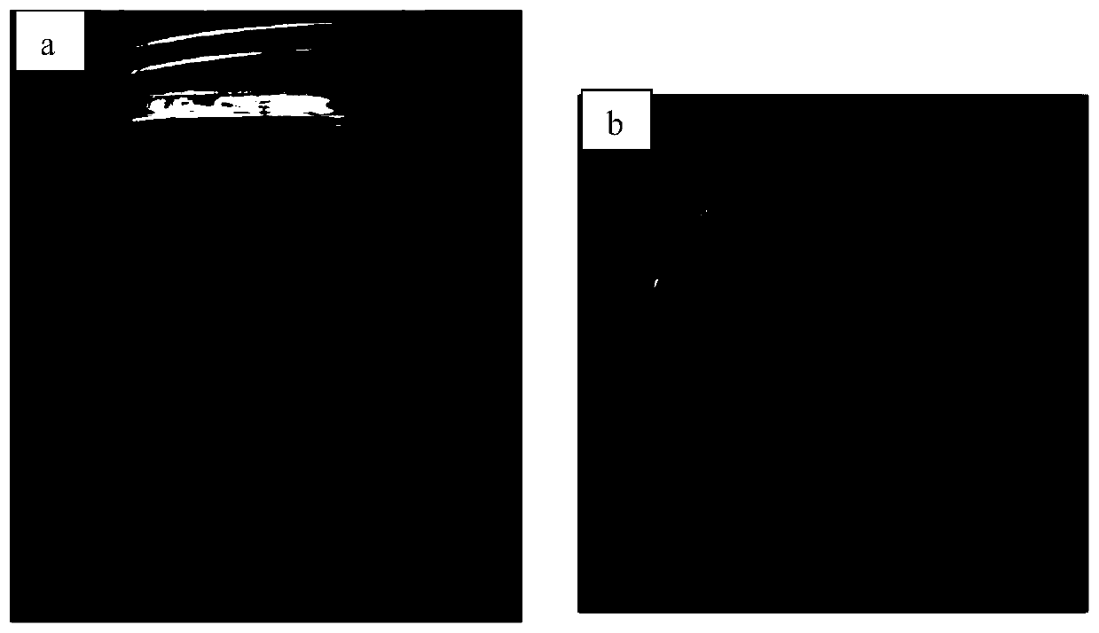 Method for rapid and efficient genetic transformation of brachypodium distachyon by inflorescence dip dyeing