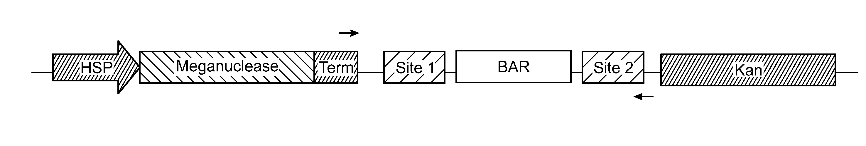 Temperature-dependent meganuclease activity