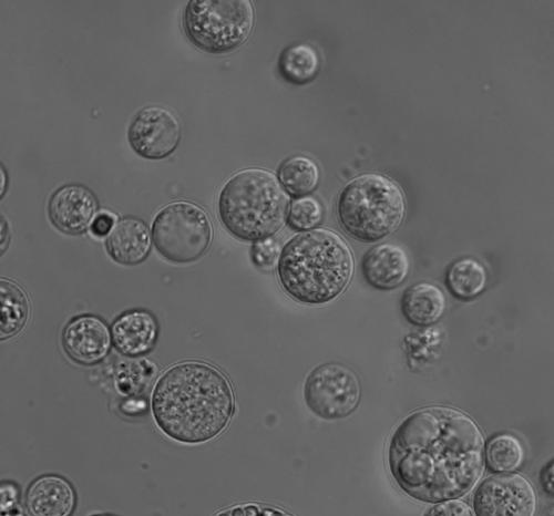 Schizochytrium sp. with high DHA content and application thereof