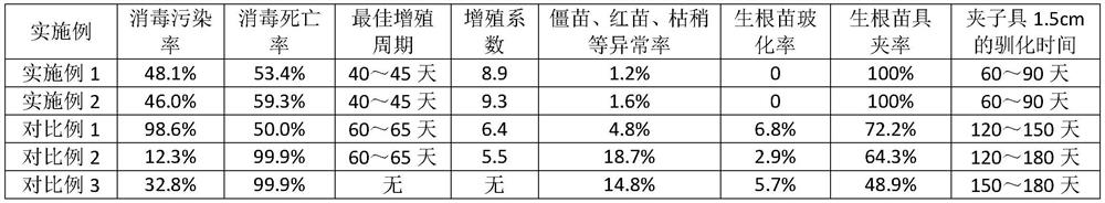 Rapid seedling raising method for tissue culture of dionaea muscipula and application