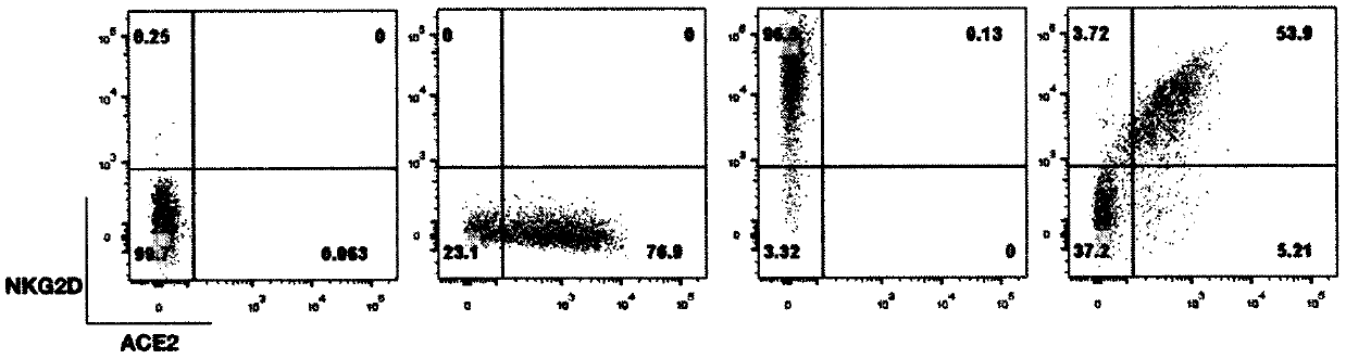 Construction method and application of NKG2D-ACE2 CAR-NK cell secreting super IL 15