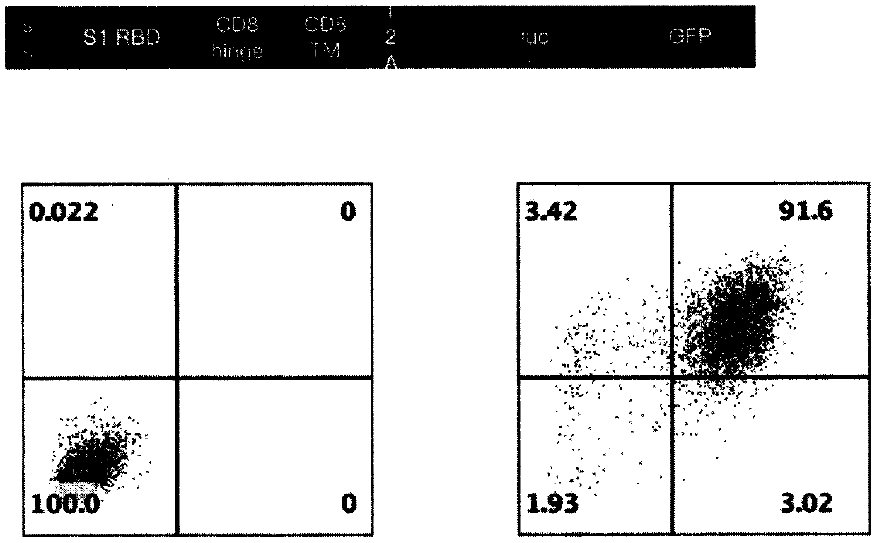 Construction method and application of NKG2D-ACE2 CAR-NK cell secreting super IL 15