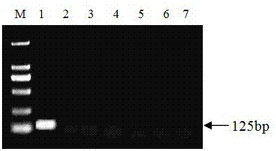 Primer, kit and quantitative detection method for detecting rot valsa mali miyabe et yamada/valsa mali var.dyri