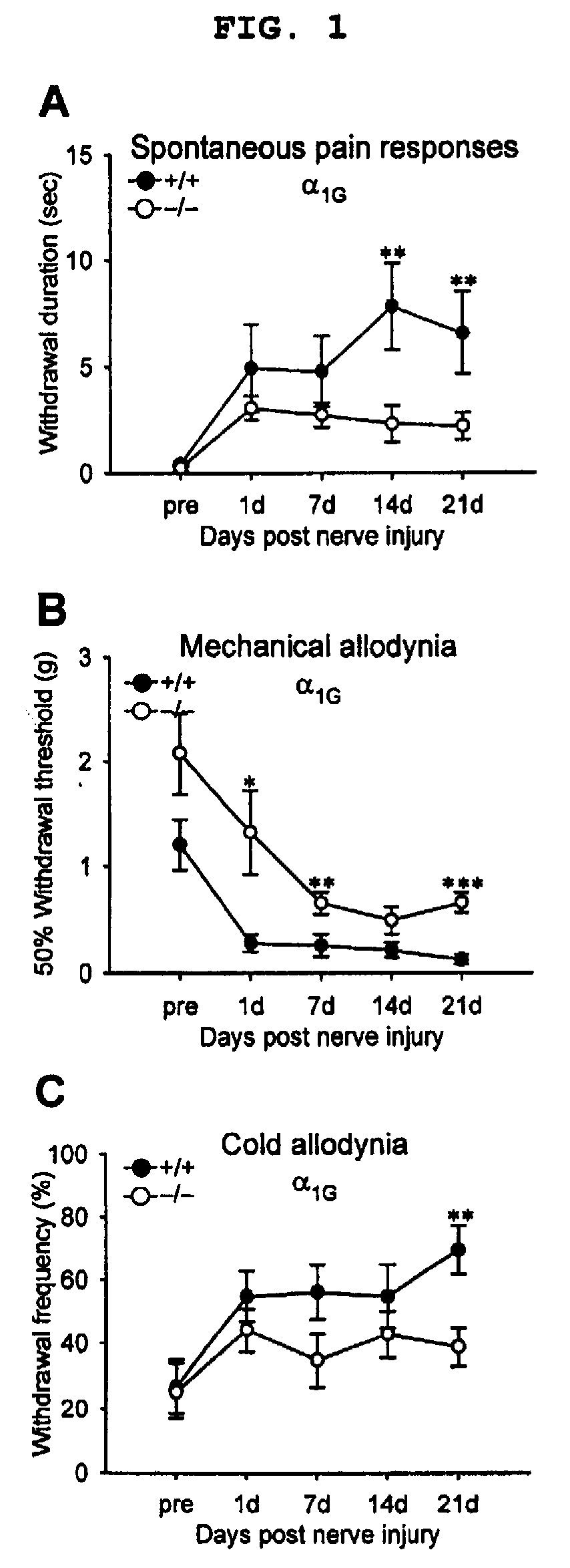 Methods for Relieving Neuropathic Pain by Modulating Alpha1G T-Type Calcium Channels and Mice Lacking Alpha 1G T-Type Calcium Channels