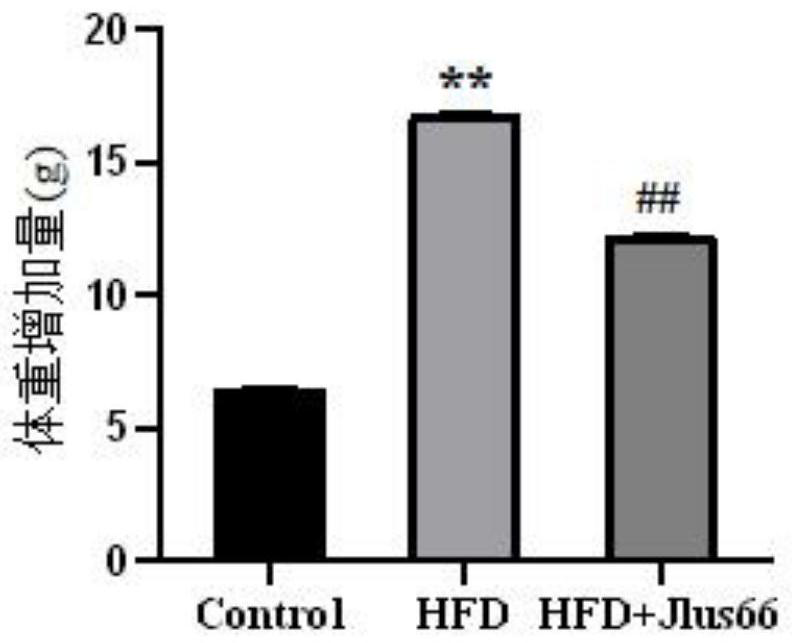 A kind of bacterial agent and application of Lactobacillus paracasei jlus66 with the function of improving memory impairment