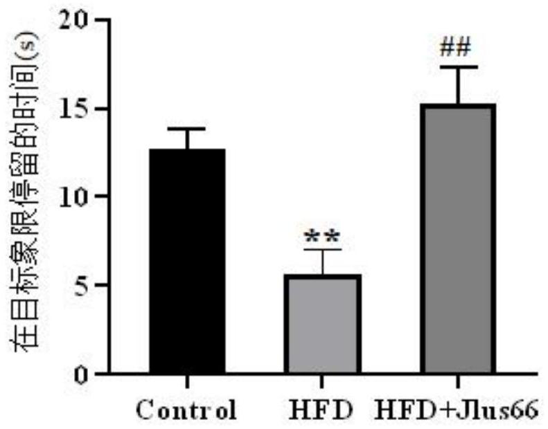 A kind of bacterial agent and application of Lactobacillus paracasei jlus66 with the function of improving memory impairment