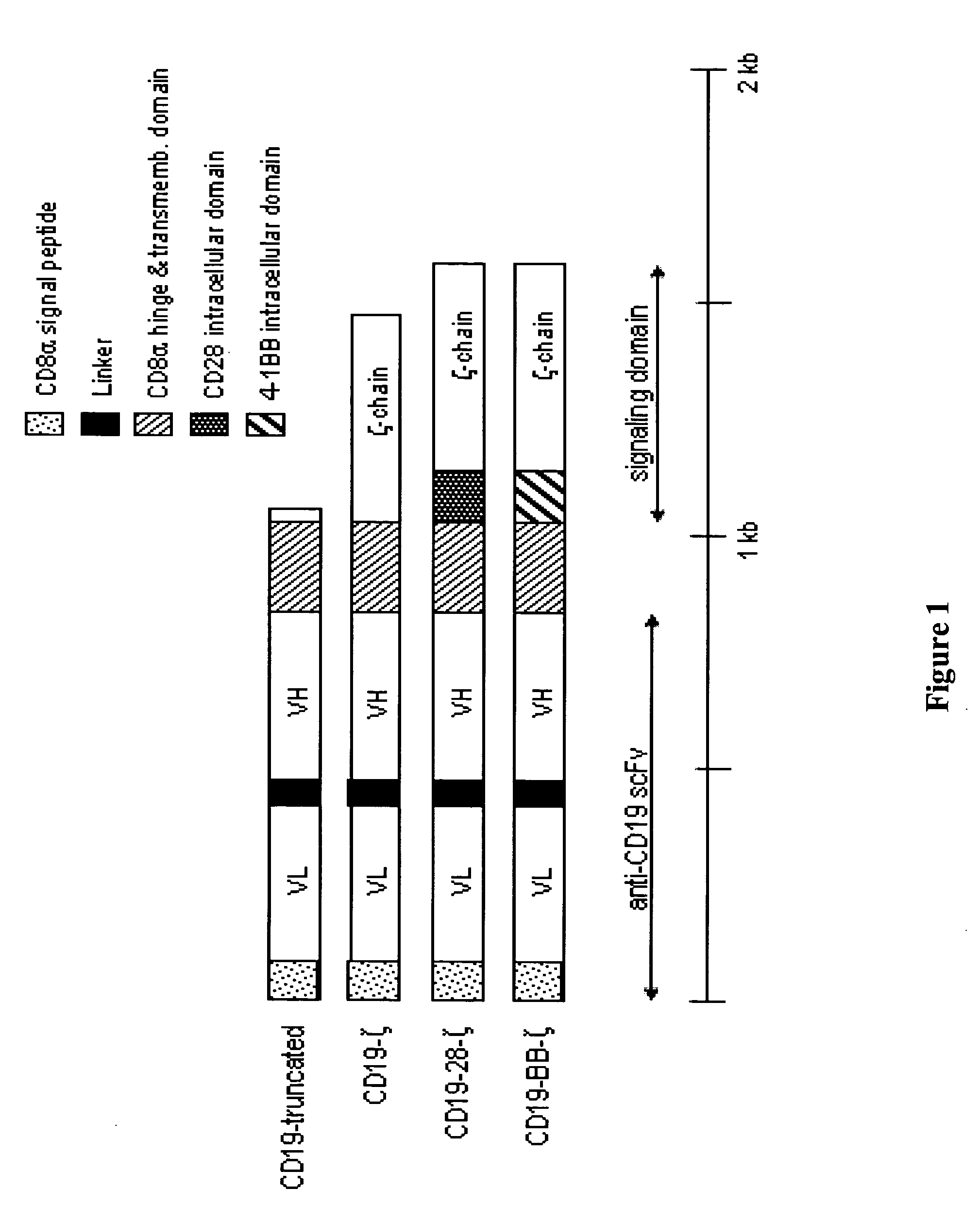 Chimeric receptors with 4-1BB stimulatory signaling domain