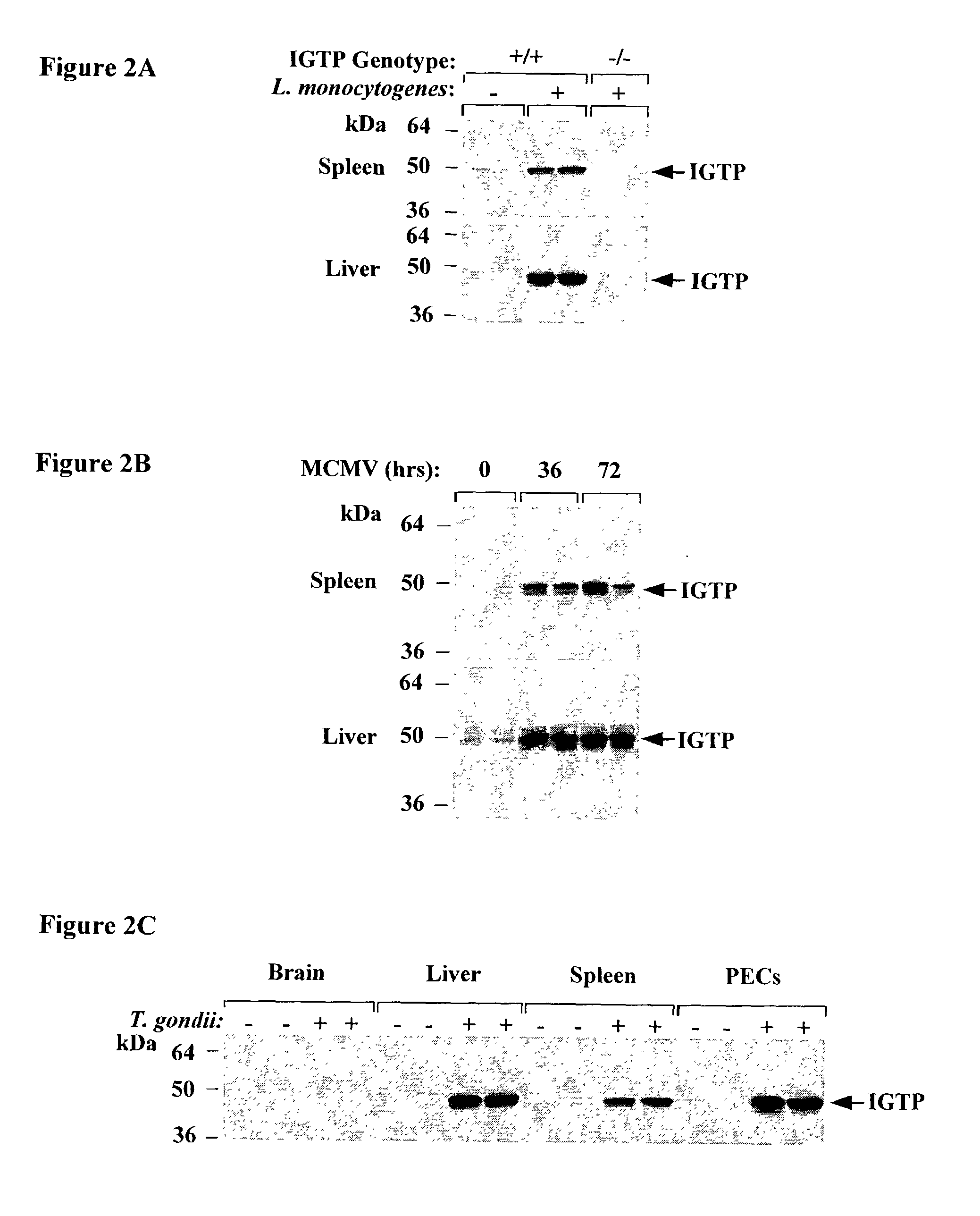 Molecules that influence pathogen resistance